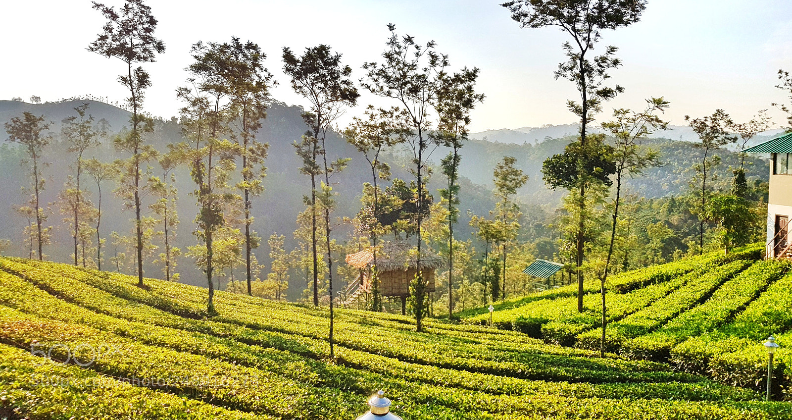 Samsung Galaxy S8 sample photo. Green tea photography