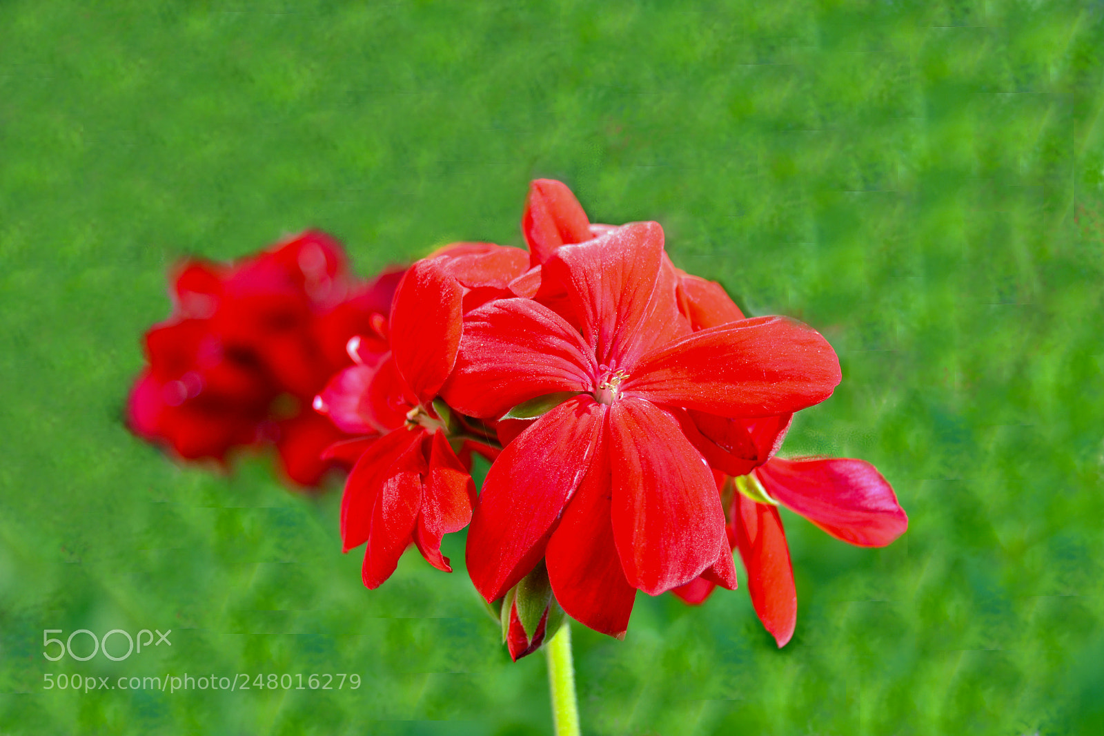 Nikon D3100 sample photo. Flor photography