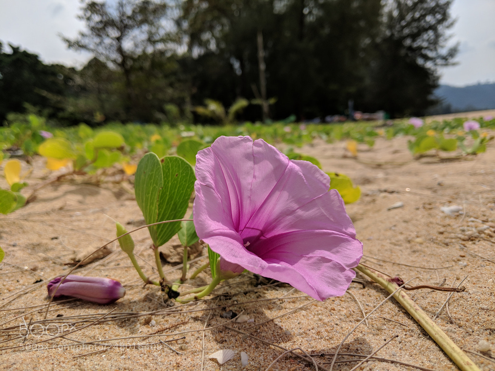 Google Pixel 2 sample photo. Flower on the beach photography