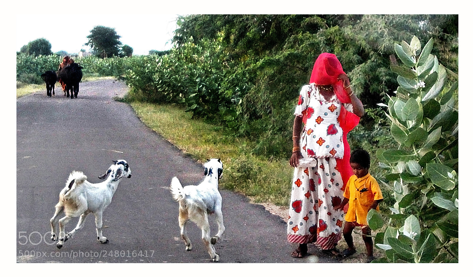 Canon EOS 50D sample photo. Rural life    rajasthan photography