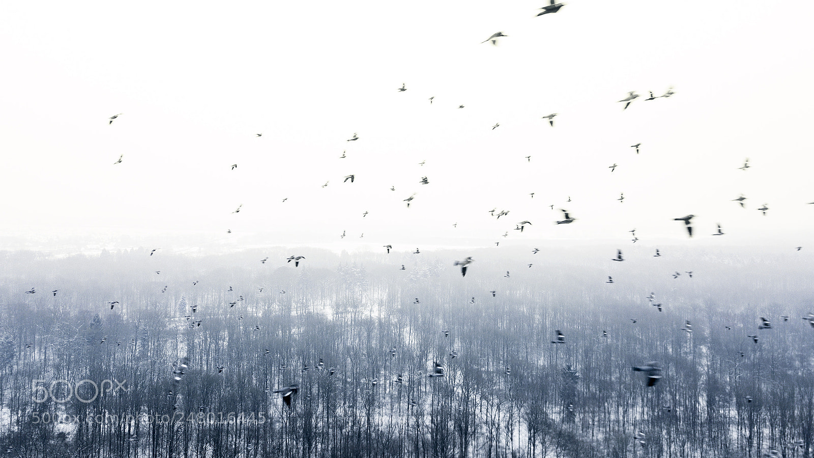 DJI FC220 sample photo. Pigeons flying close to photography
