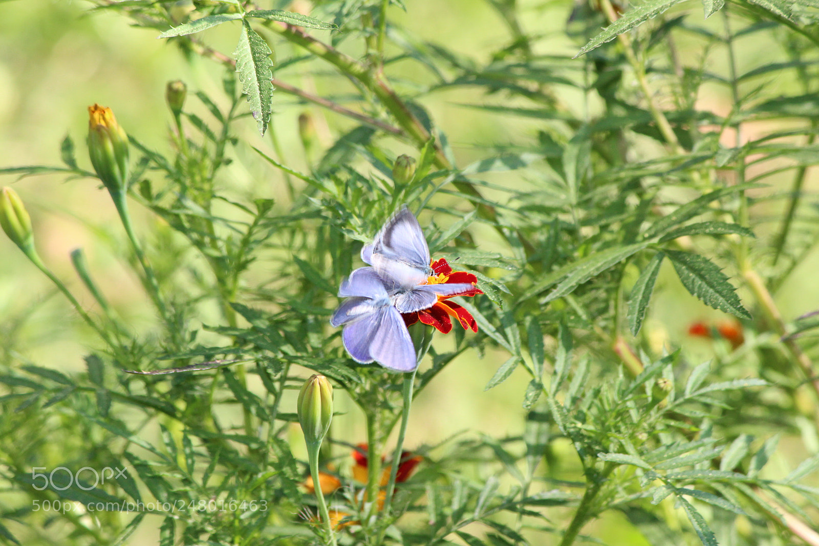 Canon EF-S 55-250mm F4-5.6 IS II sample photo. Untitled photography