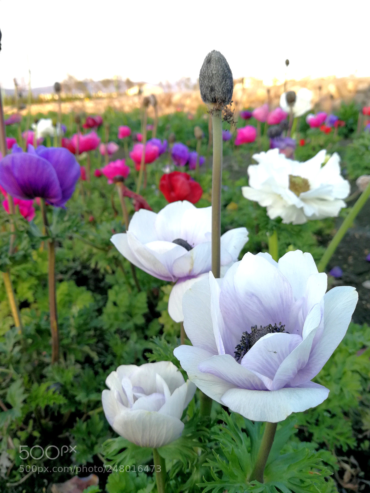 HUAWEI P10 Plus sample photo. Untitled photography