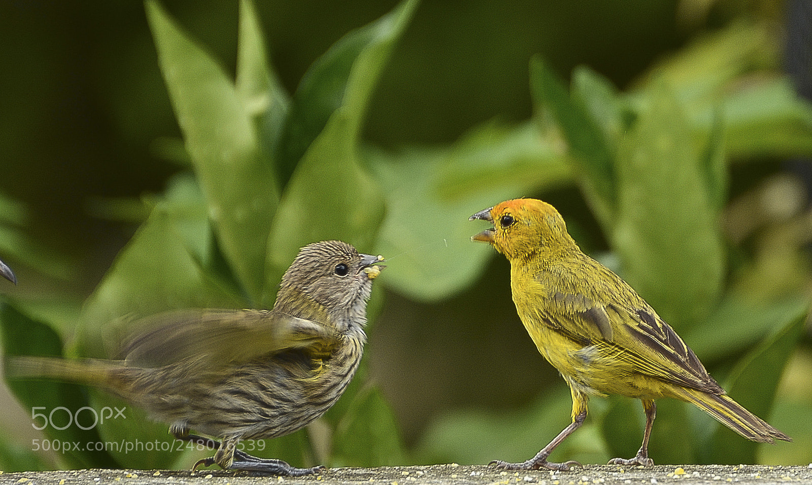 Nikon D7100 sample photo. Vidas que me encantam. photography