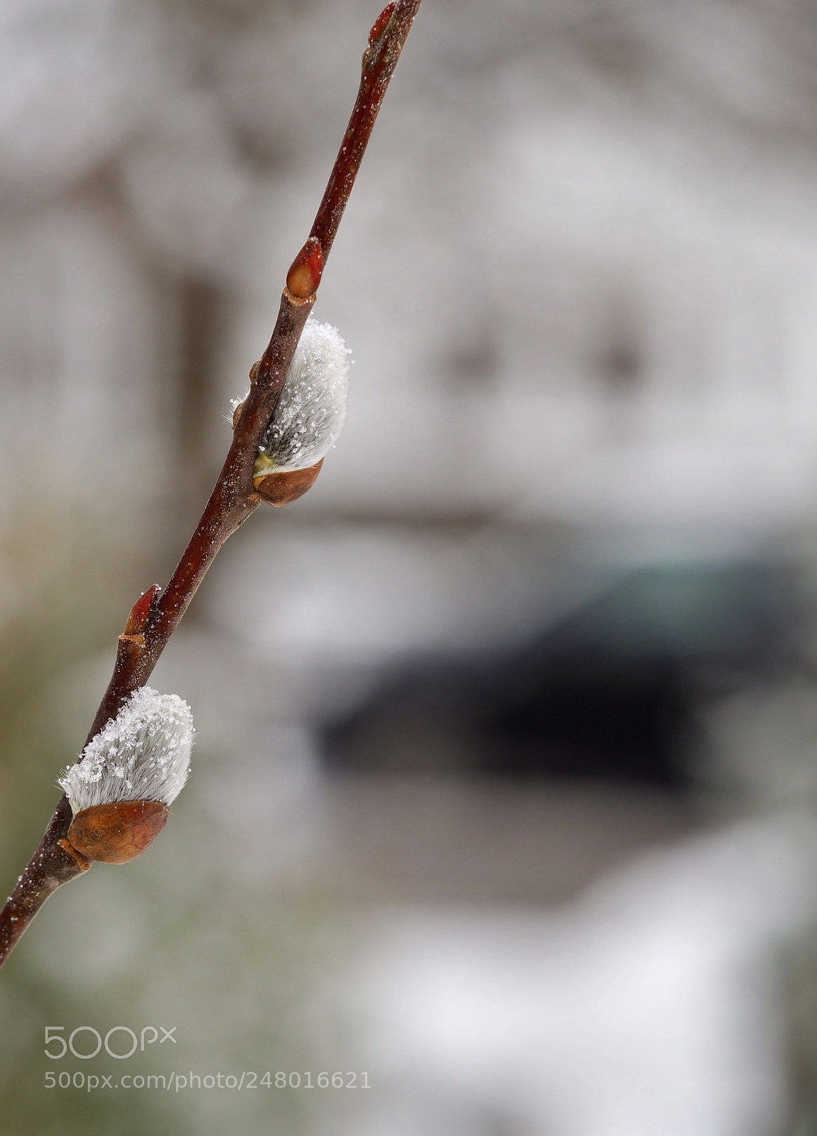 Olympus OM-D E-M10 II sample photo. Snowflakes on salix cinerea photography