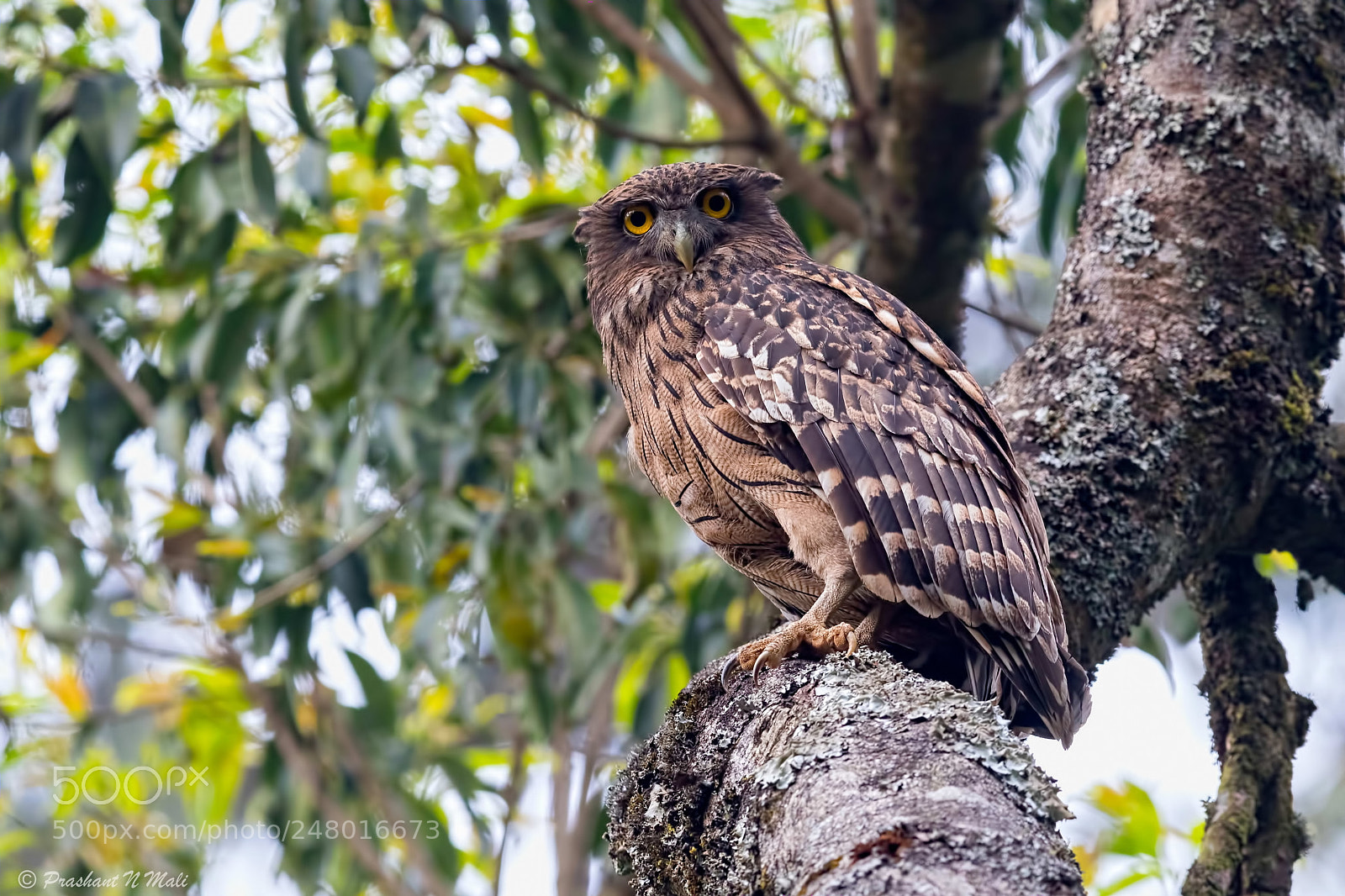 Canon EOS 7D Mark II sample photo. Brownfishowl photography