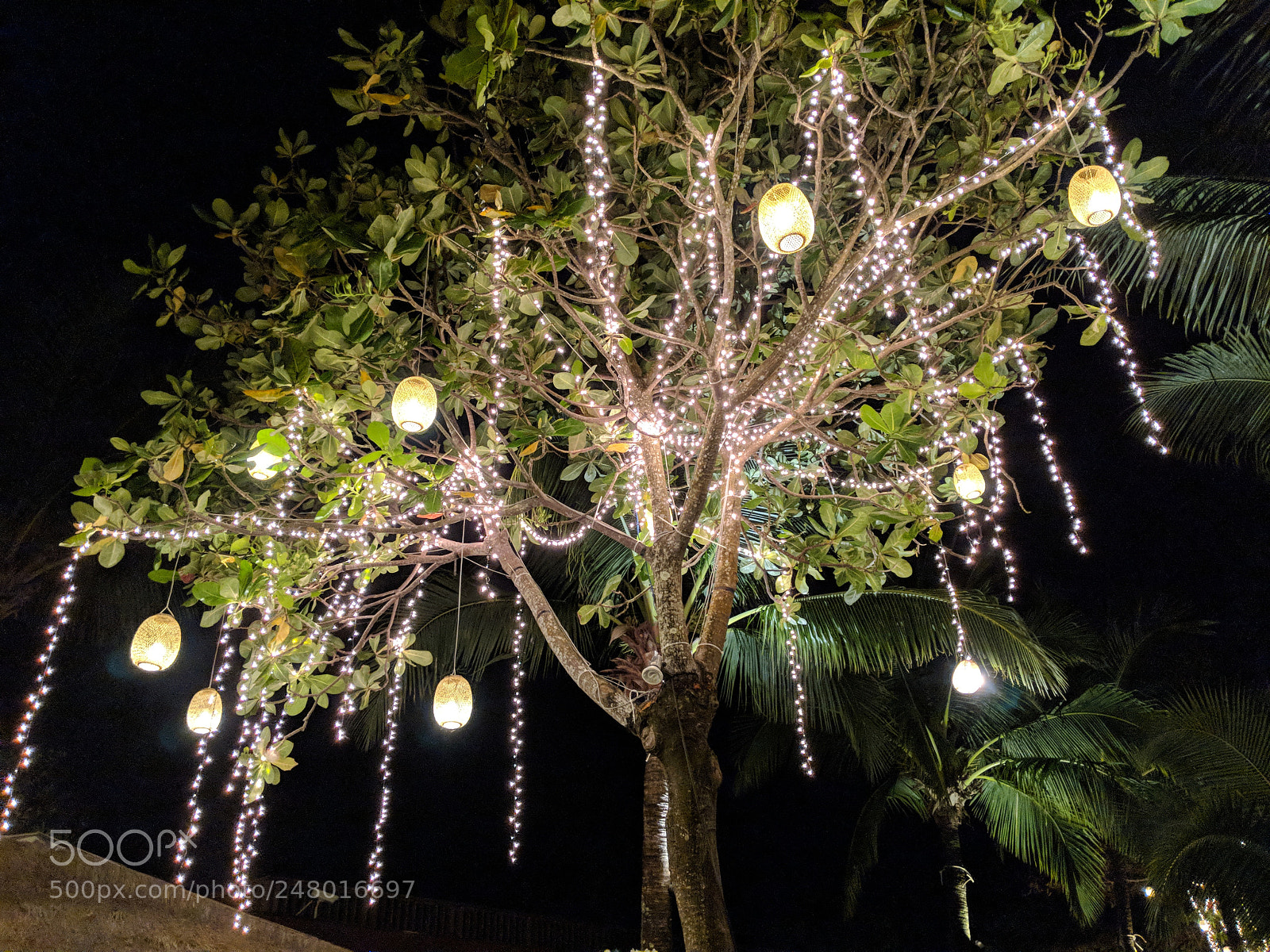 Google Pixel 2 sample photo. Shiny tree photography