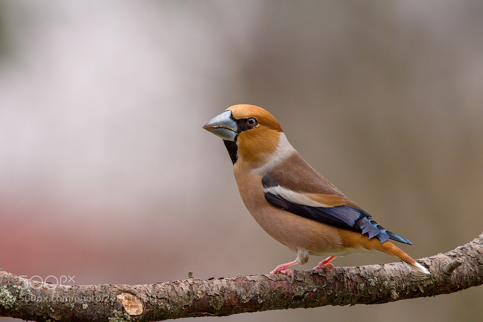 Nikon D500 sample photo. Hawfinch photography