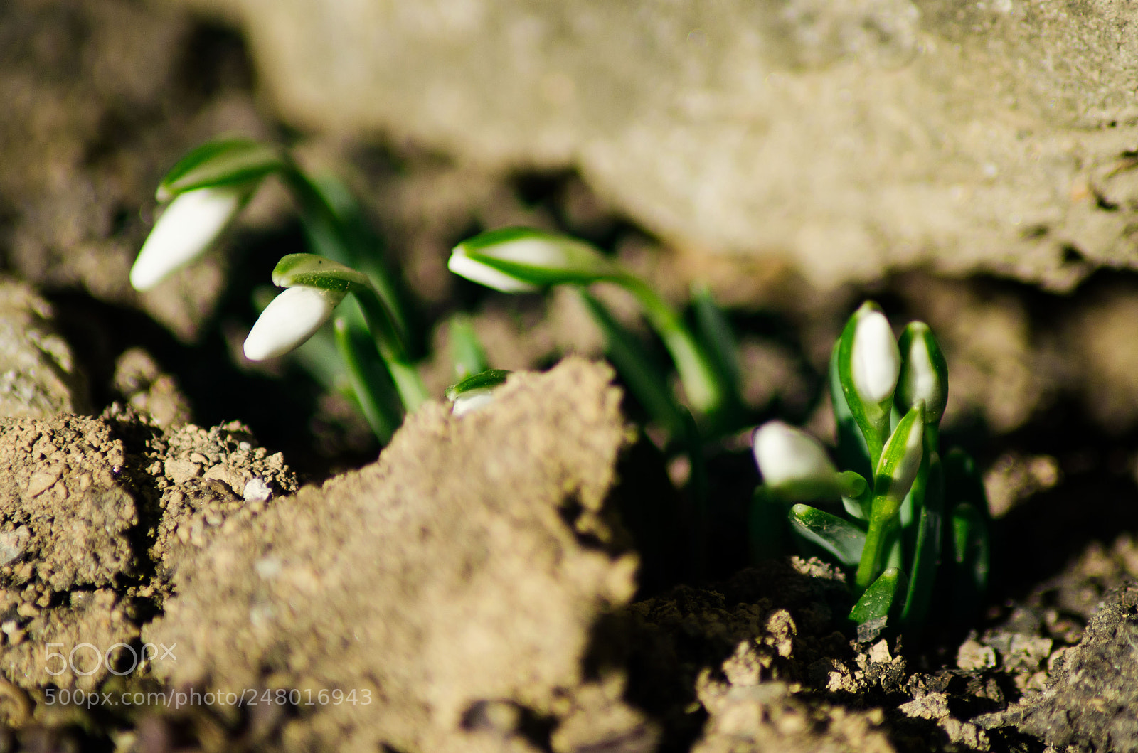 Nikon D5100 sample photo. Spring photography
