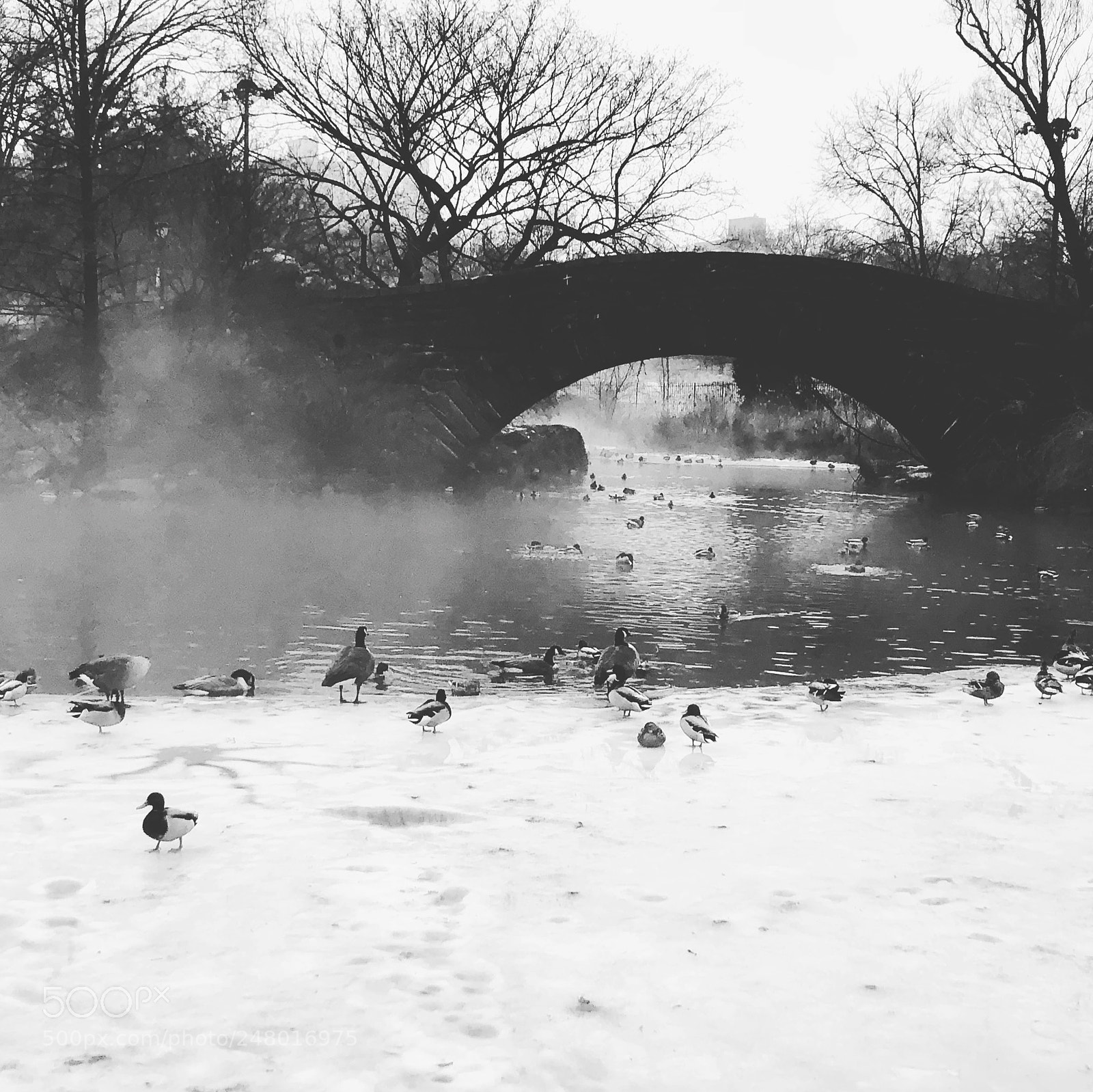 Apple iPhone X sample photo. Ducks & ice photography