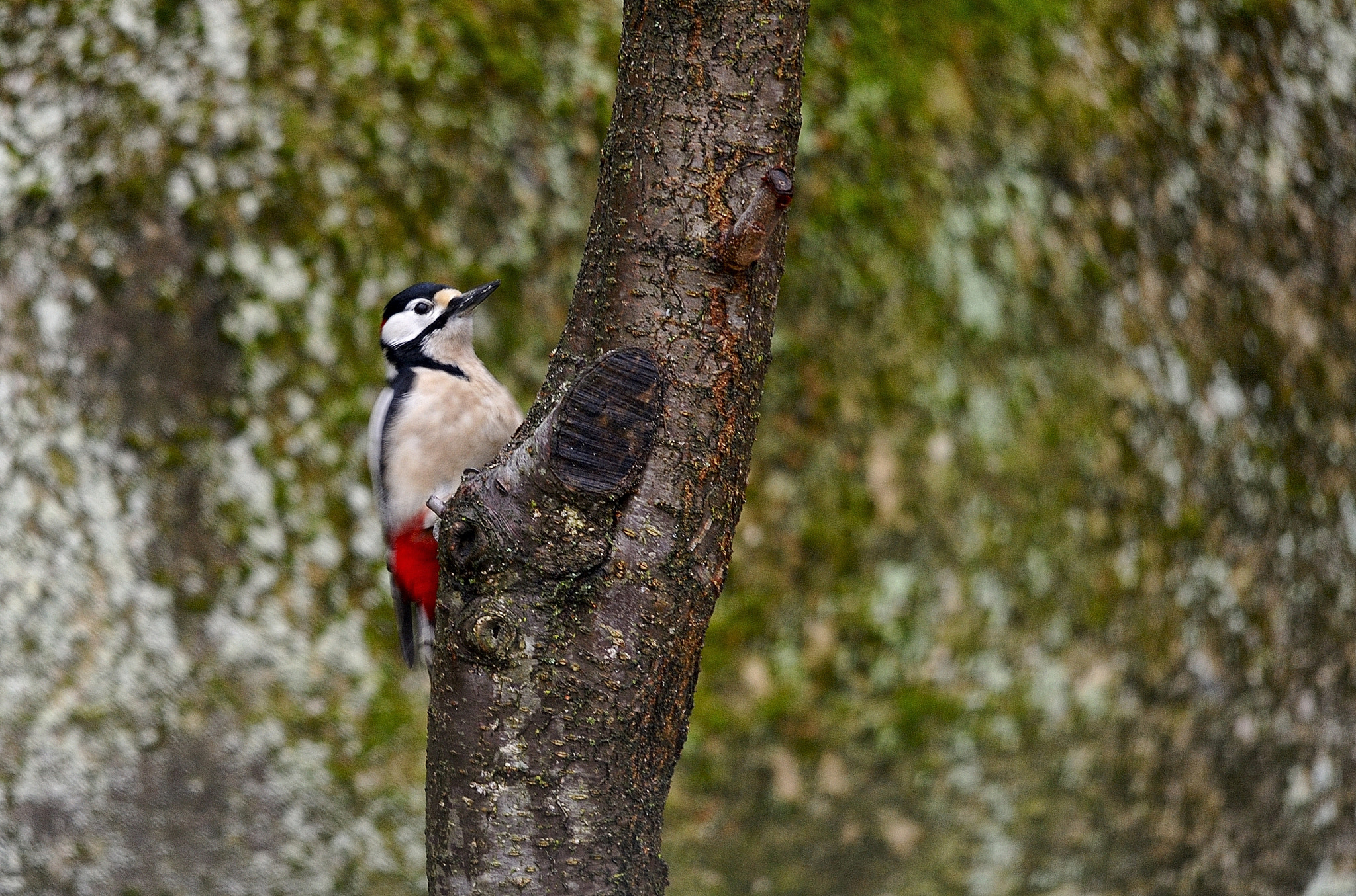 Sigma 150-500mm F5-6.3 DG OS HSM sample photo. Red woodpecker photography