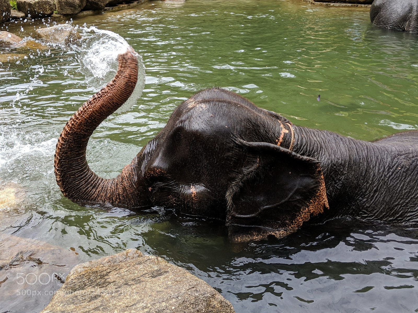 Google Pixel 2 sample photo. Elephant photography