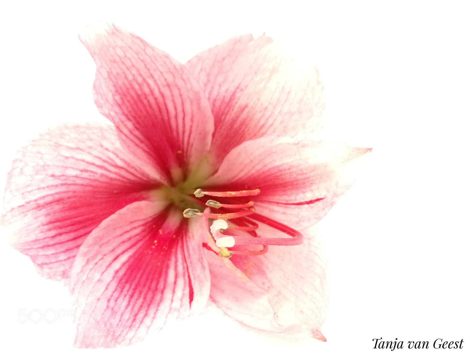 HUAWEI P9 LITE sample photo. Amaryllis in the snow photography