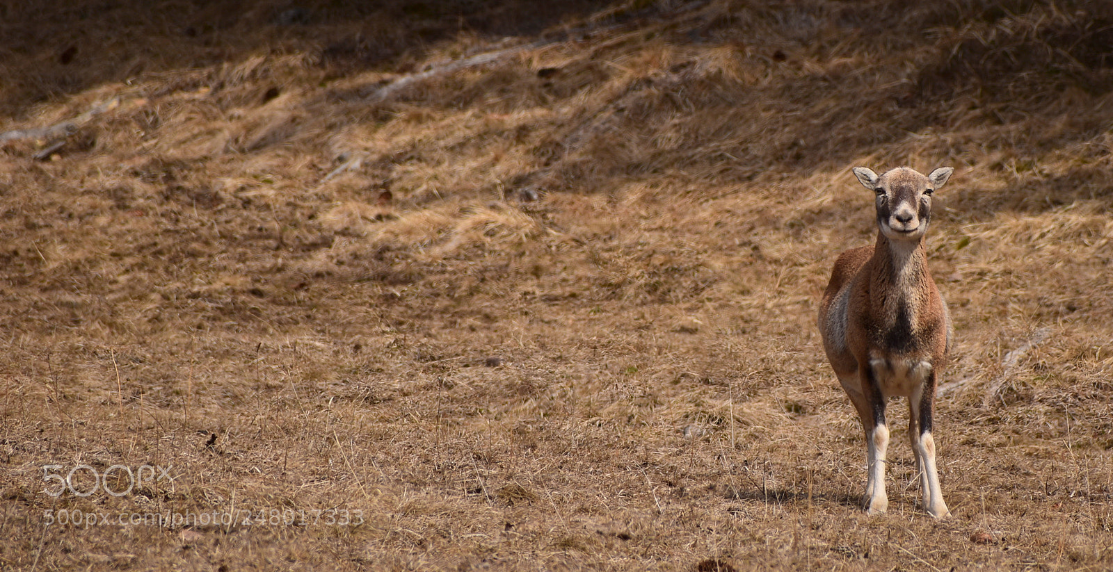 Nikon D5600 sample photo. * photography