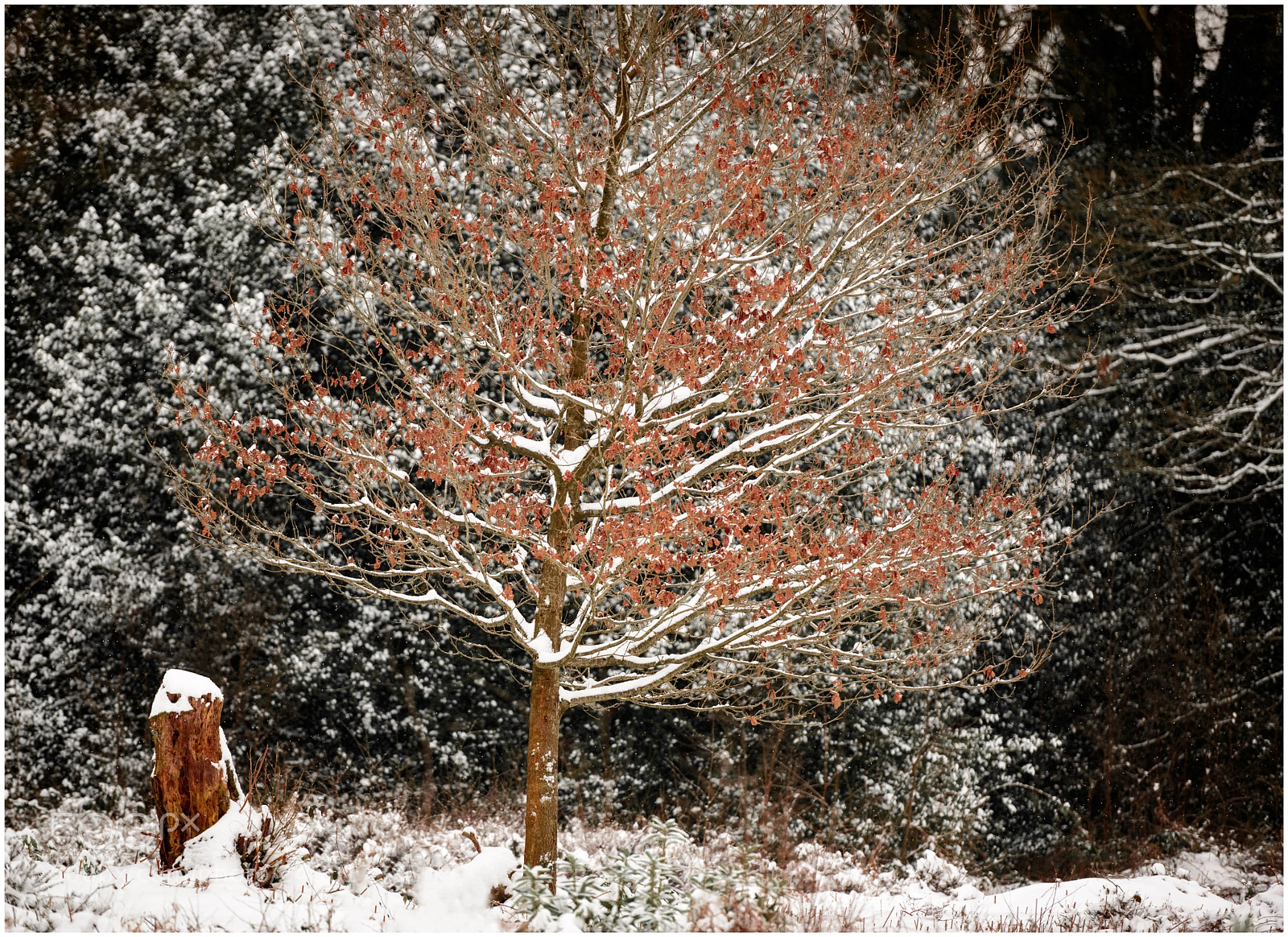 Nikon D800 sample photo. Winter scene photography