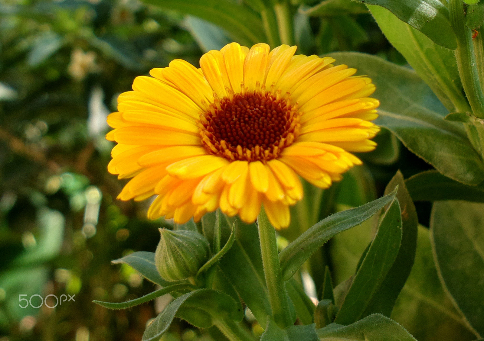 Nokia 808 PureView sample photo. Bright life photography