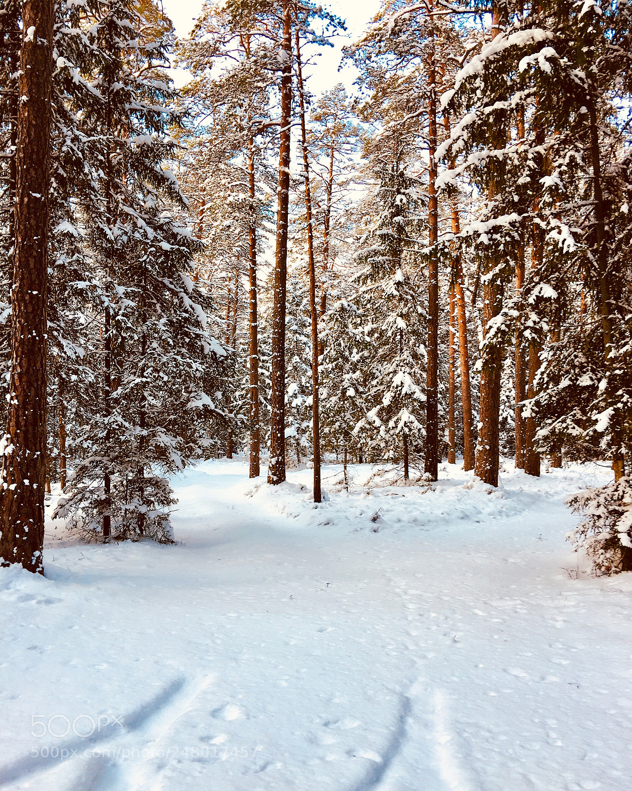Apple iPhone 6s Plus sample photo. Wintertime photography