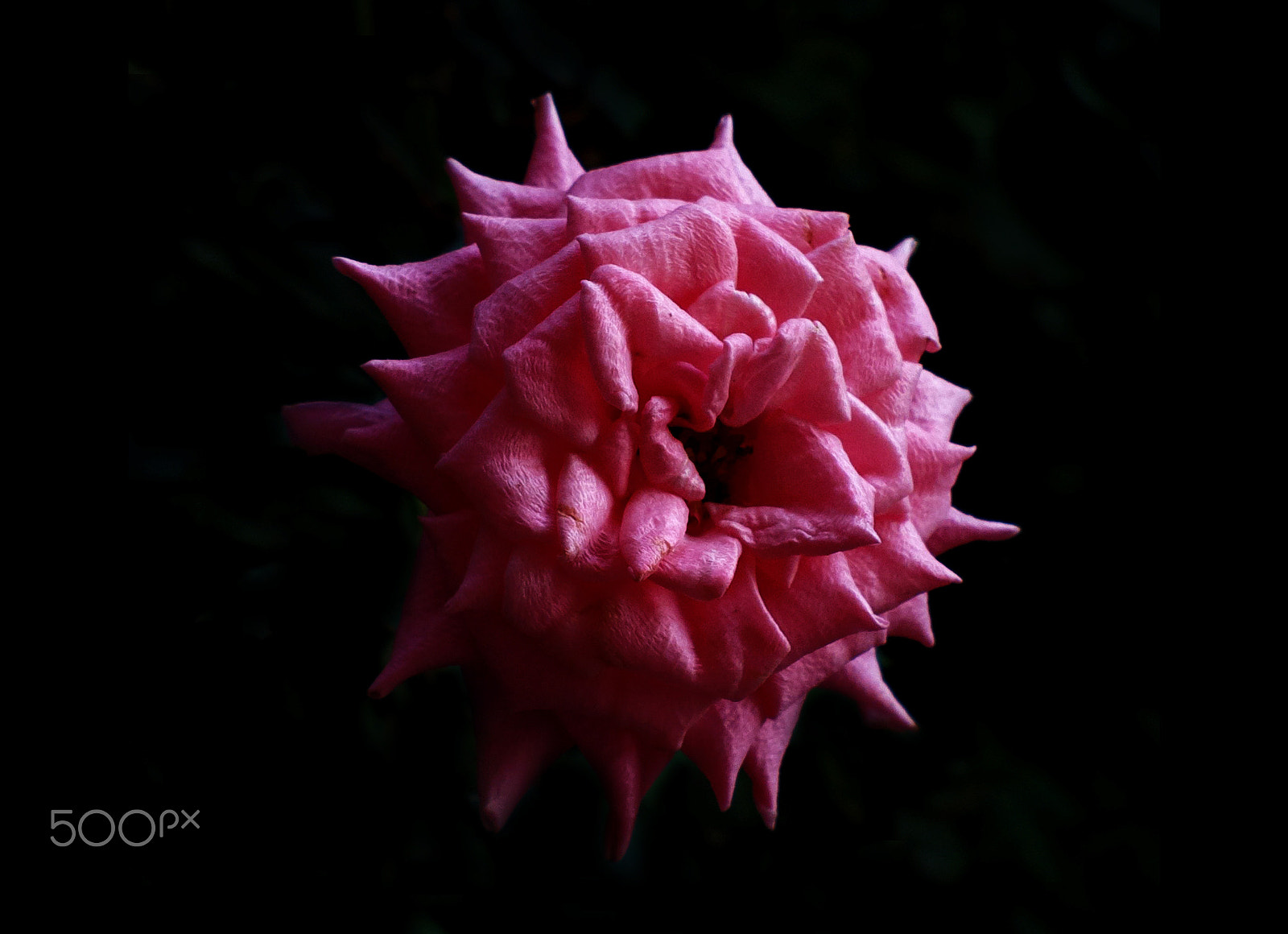 Nokia 808 PureView sample photo. Pinkky   photography