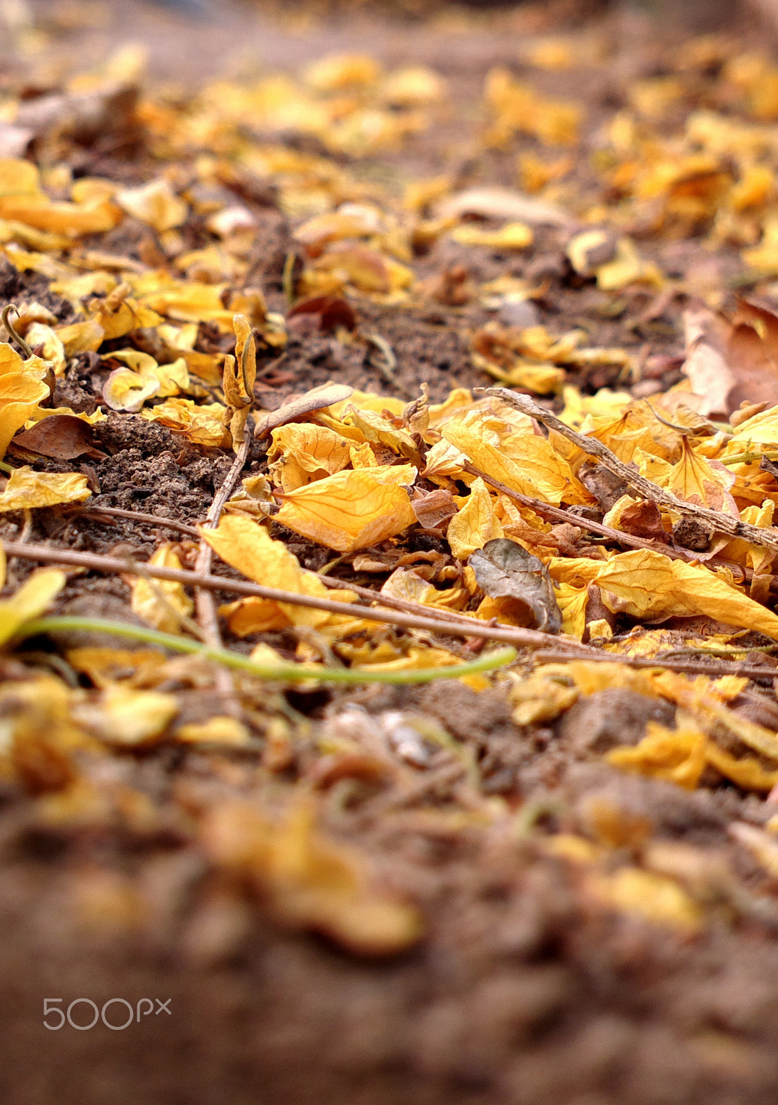 Nokia 808 PureView sample photo. On the ground photography