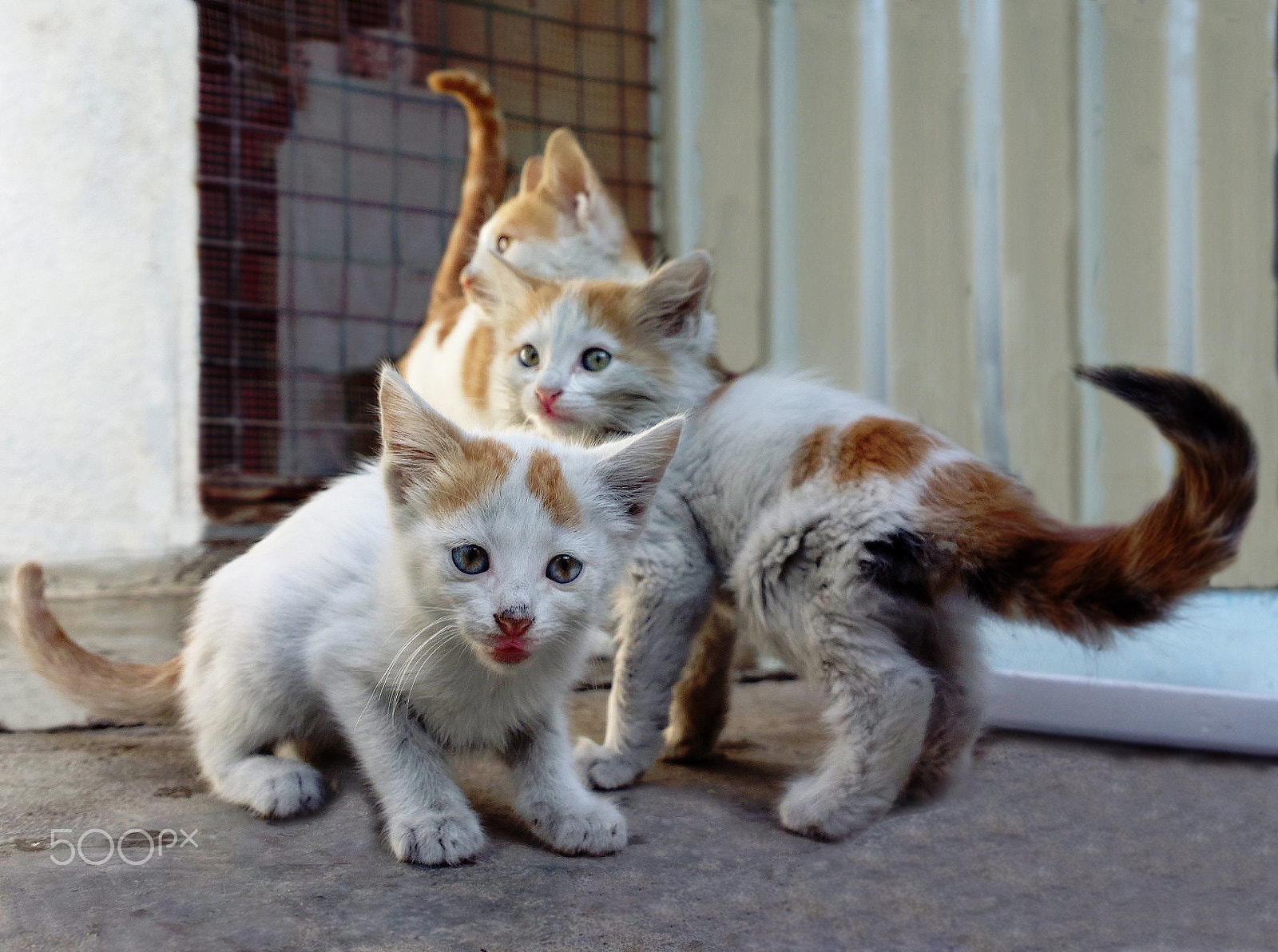 Nokia 808 PureView sample photo. 3 kittens photography