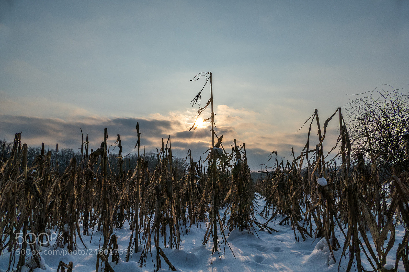 Panasonic Lumix DMC-FZ1000 sample photo. Frozen corn field photography