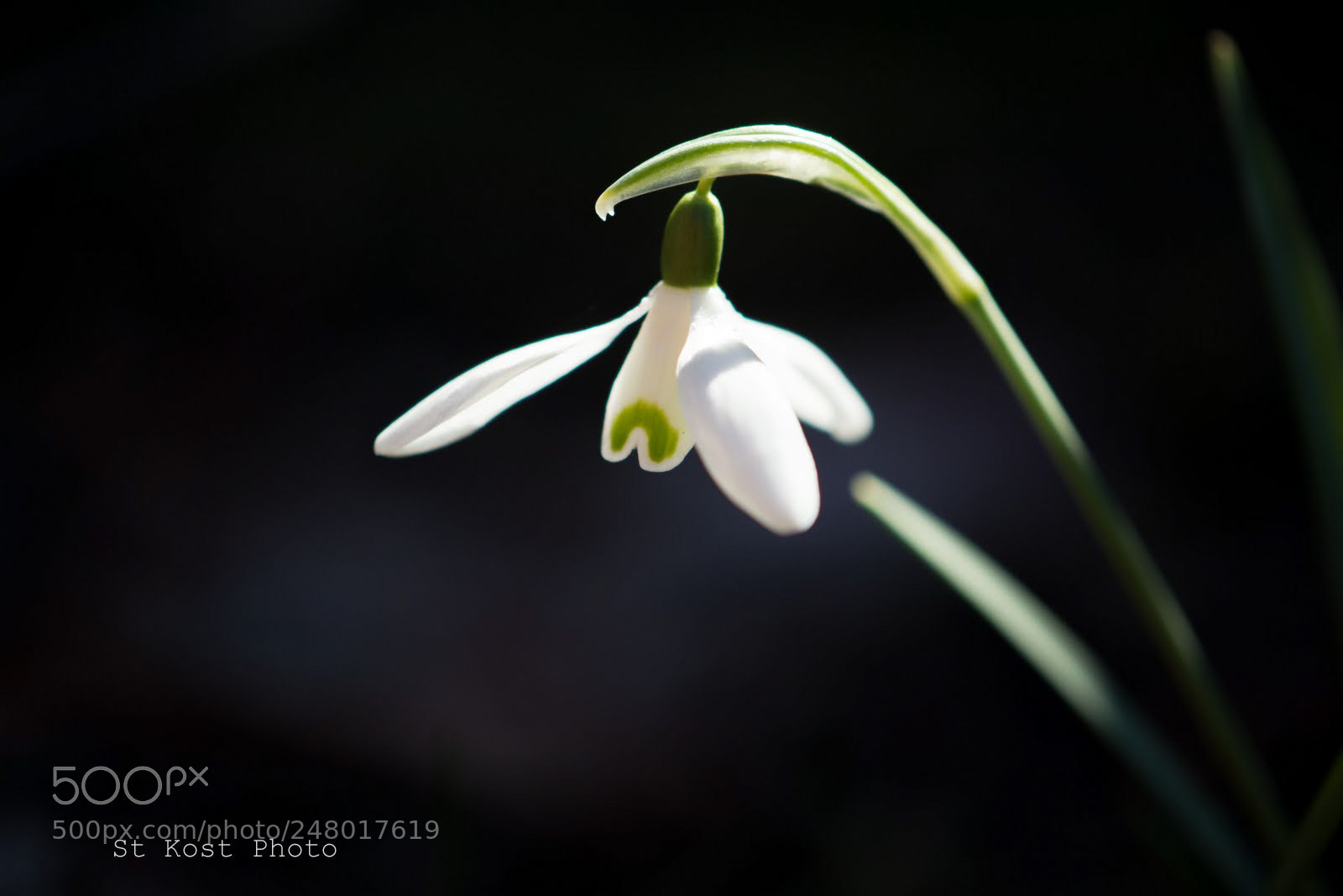 Nikon D5200 sample photo. Snowdrop photography