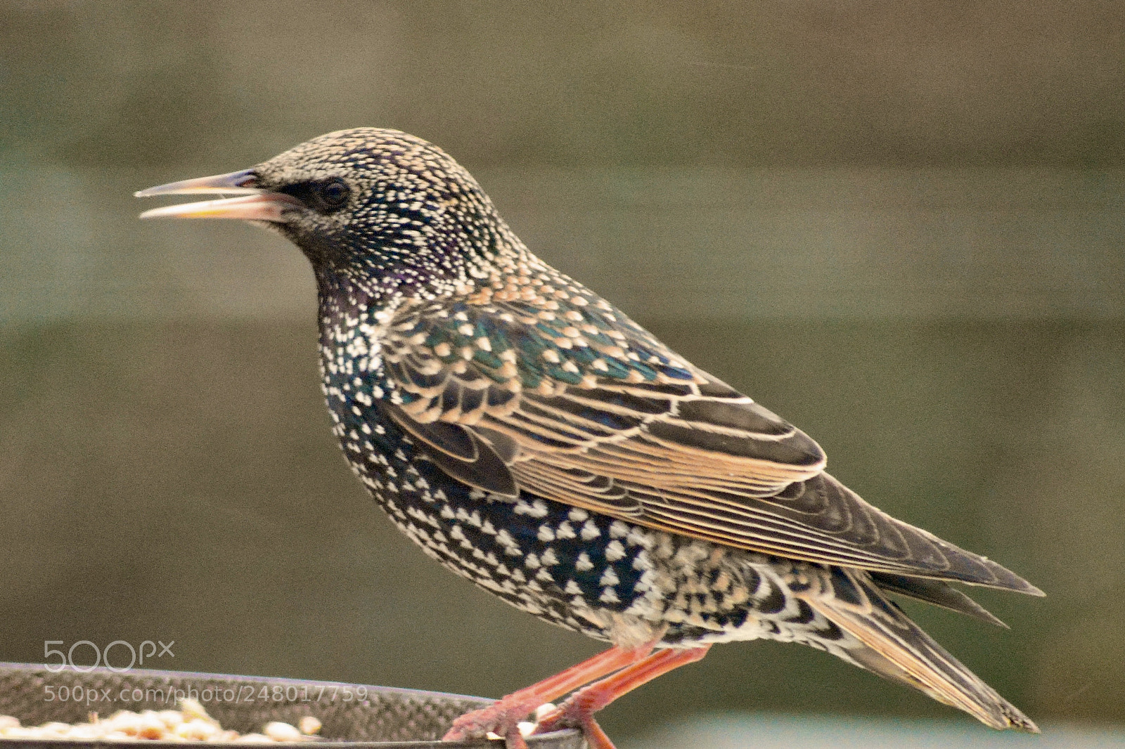 Nikon D5200 sample photo. A visitor to our photography