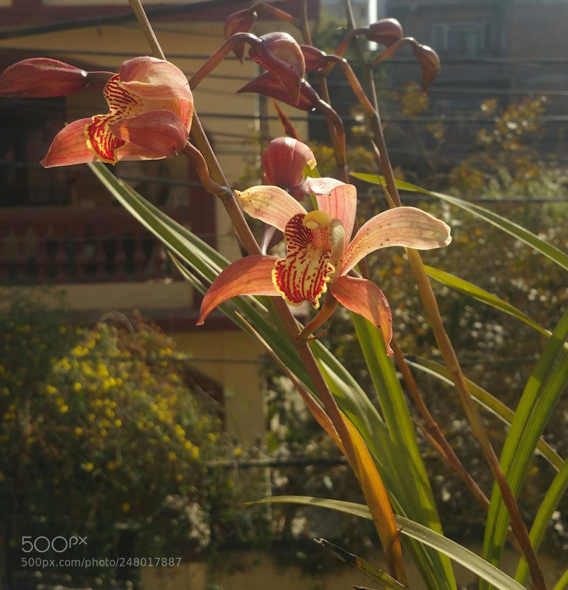 Samsung Galaxy Note4 sample photo. An orchid photography