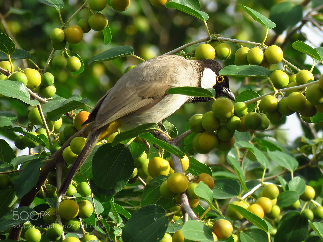 Canon PowerShot SX60 HS sample photo. A beautiful bird photography