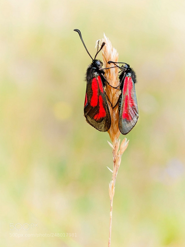 Olympus E-3 sample photo. Zygaena purpuralis photography