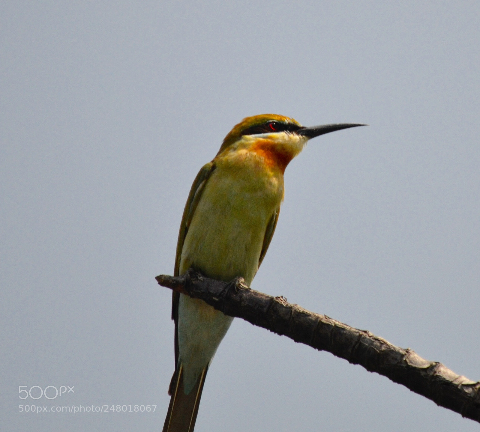 Nikon D7000 sample photo. Blue tailed bee eater photography