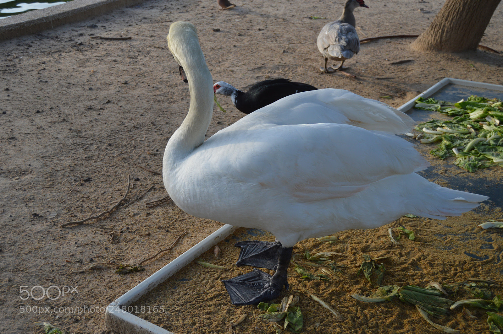 Nikon D3200 sample photo. Dsc photography