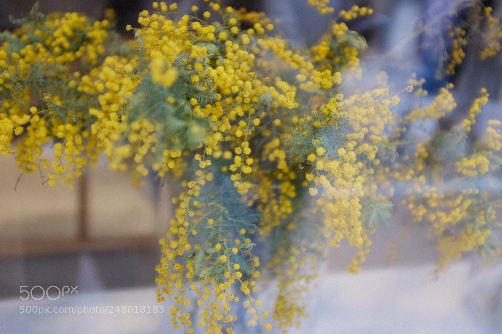 Fujifilm X100F sample photo. Mimosas through a window photography