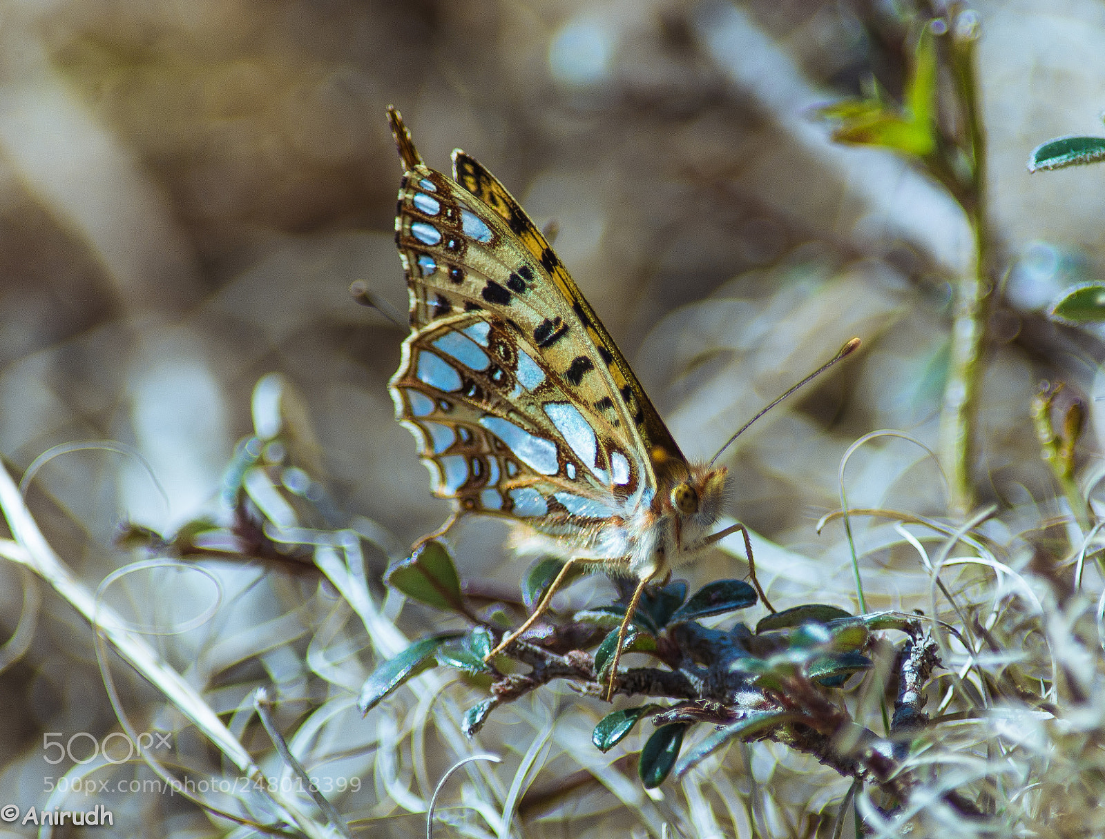 Nikon D7100 sample photo. Butterfly on grass photography