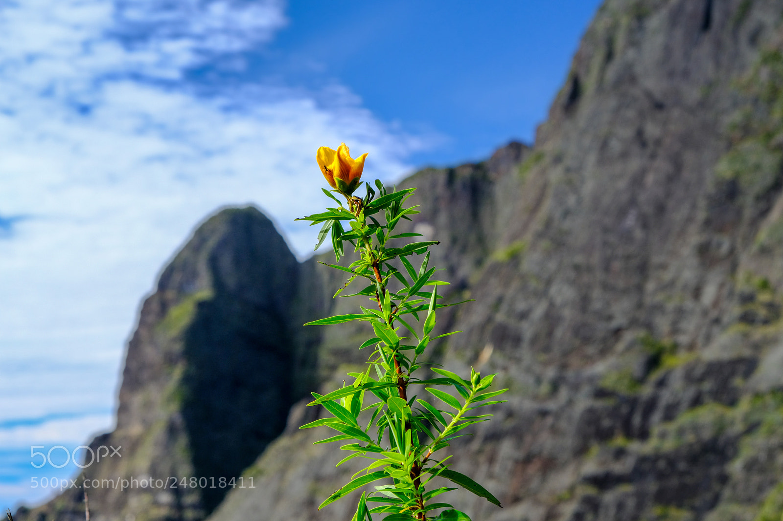 Fujifilm X-T20 sample photo. Flower on the mountain photography