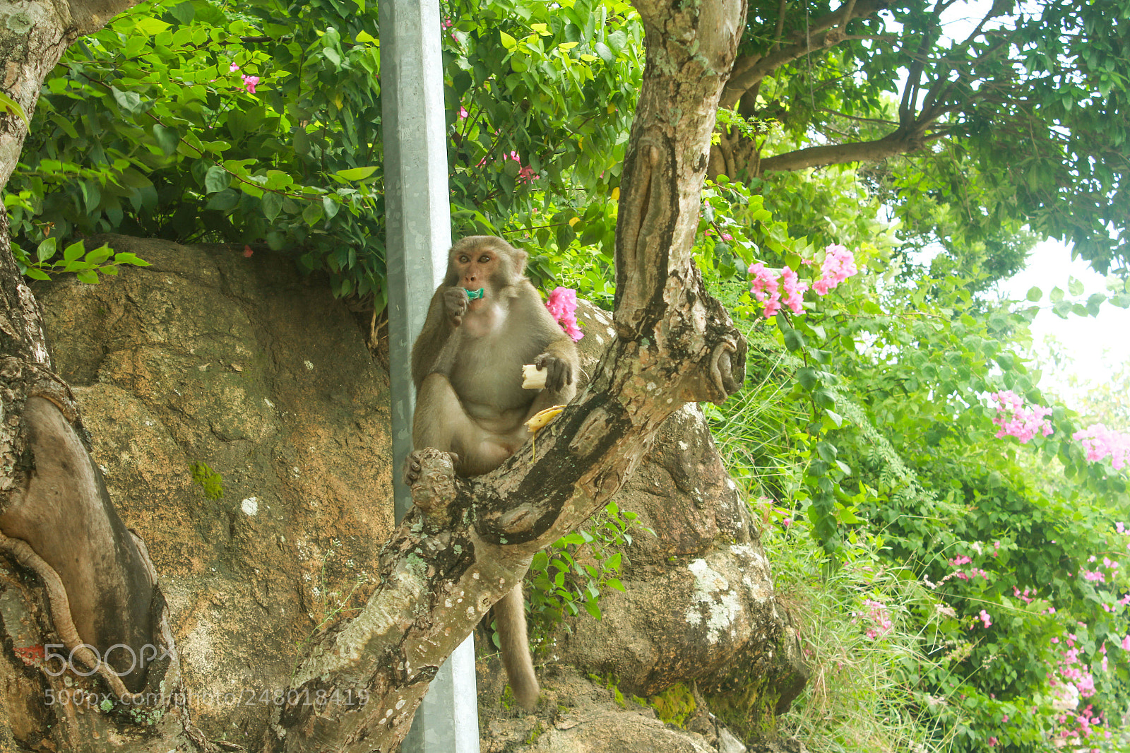 Canon EOS 60D sample photo. Monkey free photography