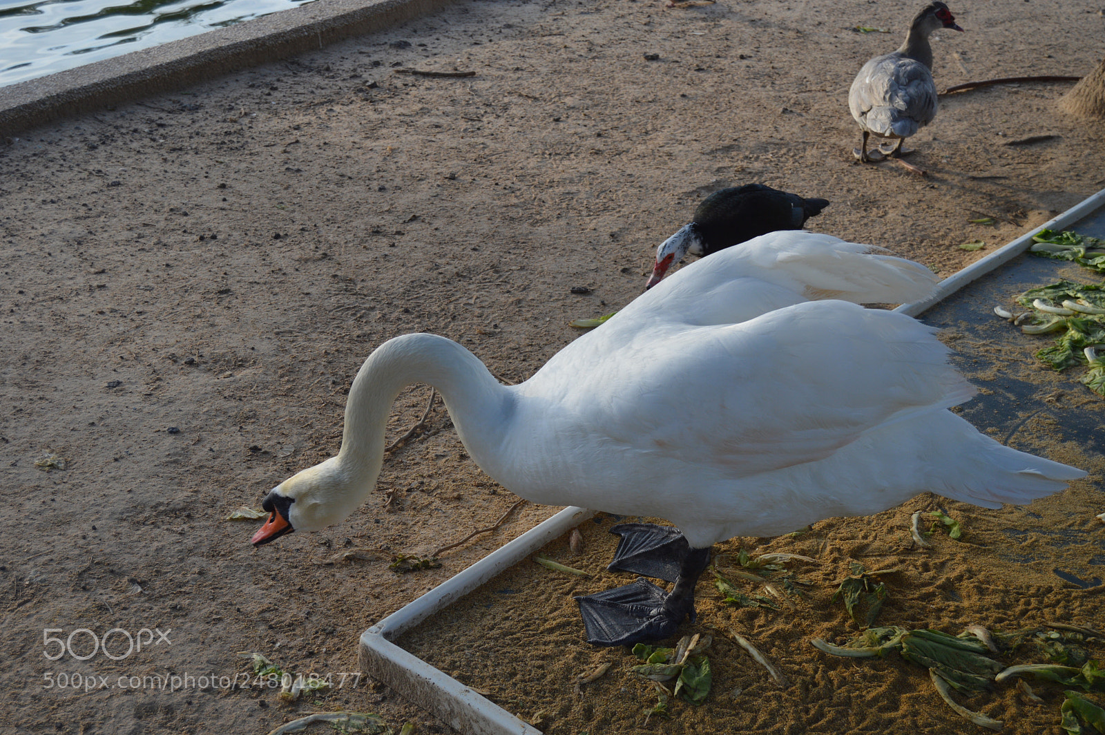 Nikon D3200 sample photo. Dsc photography