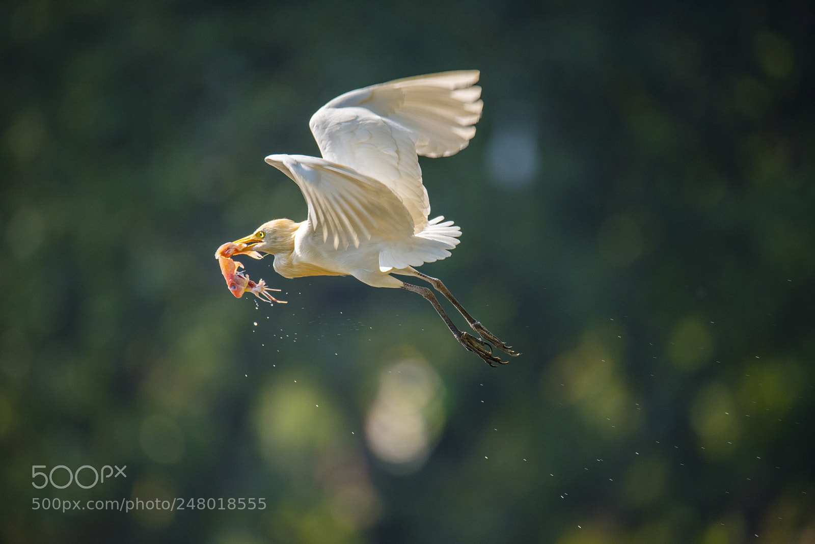 Nikon D810 sample photo. Fishing photography