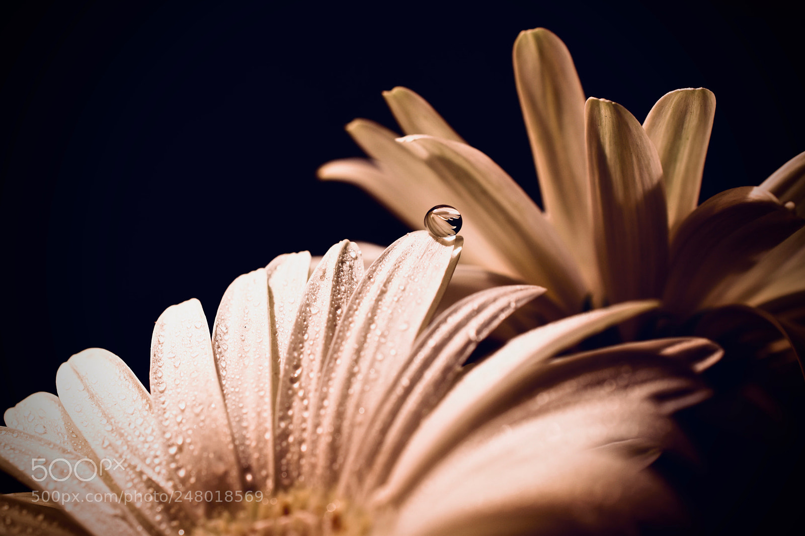 Nikon D5600 sample photo. In the darkness photography