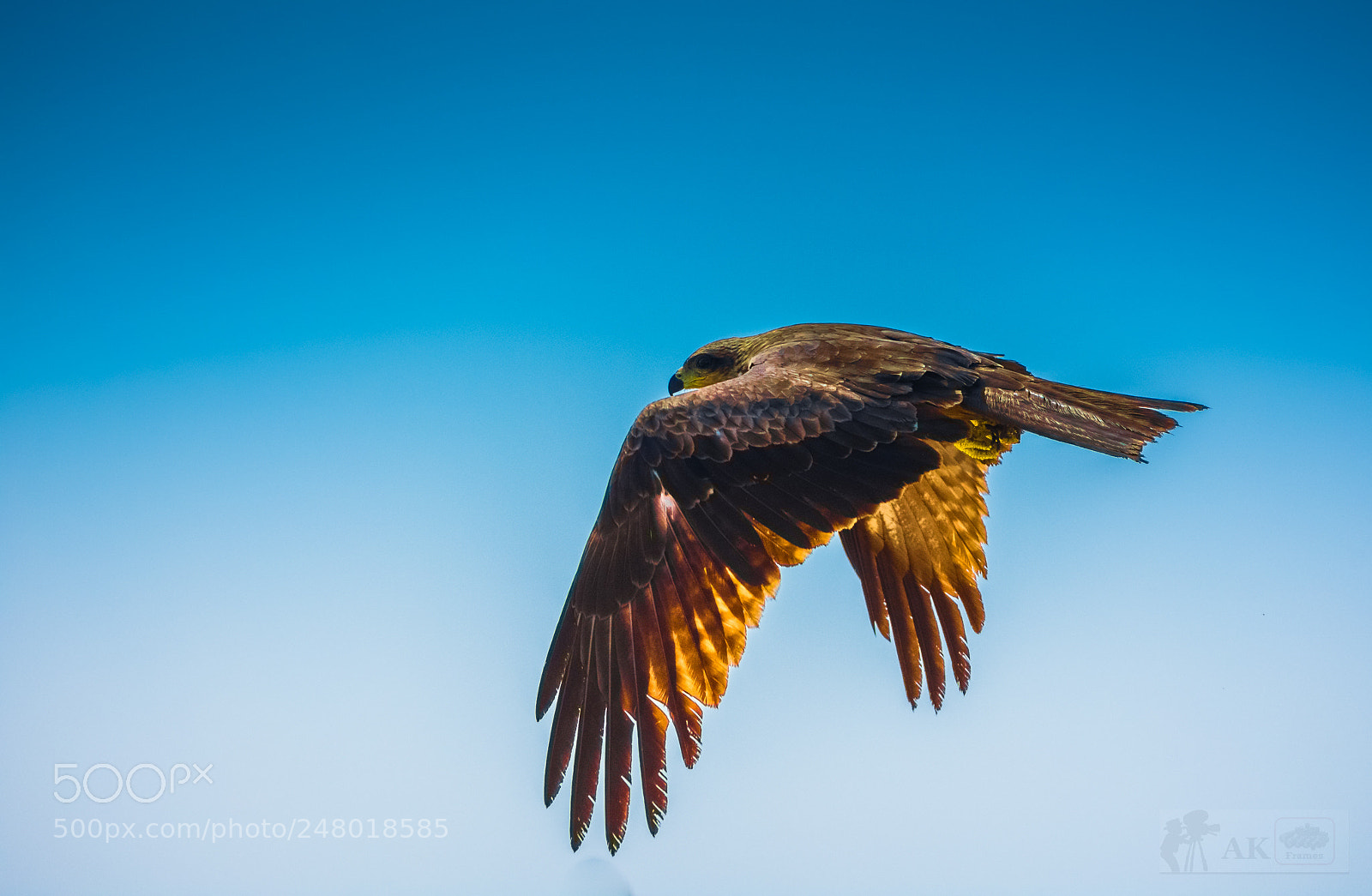 Nikon D7200 sample photo. The fly high............. photography
