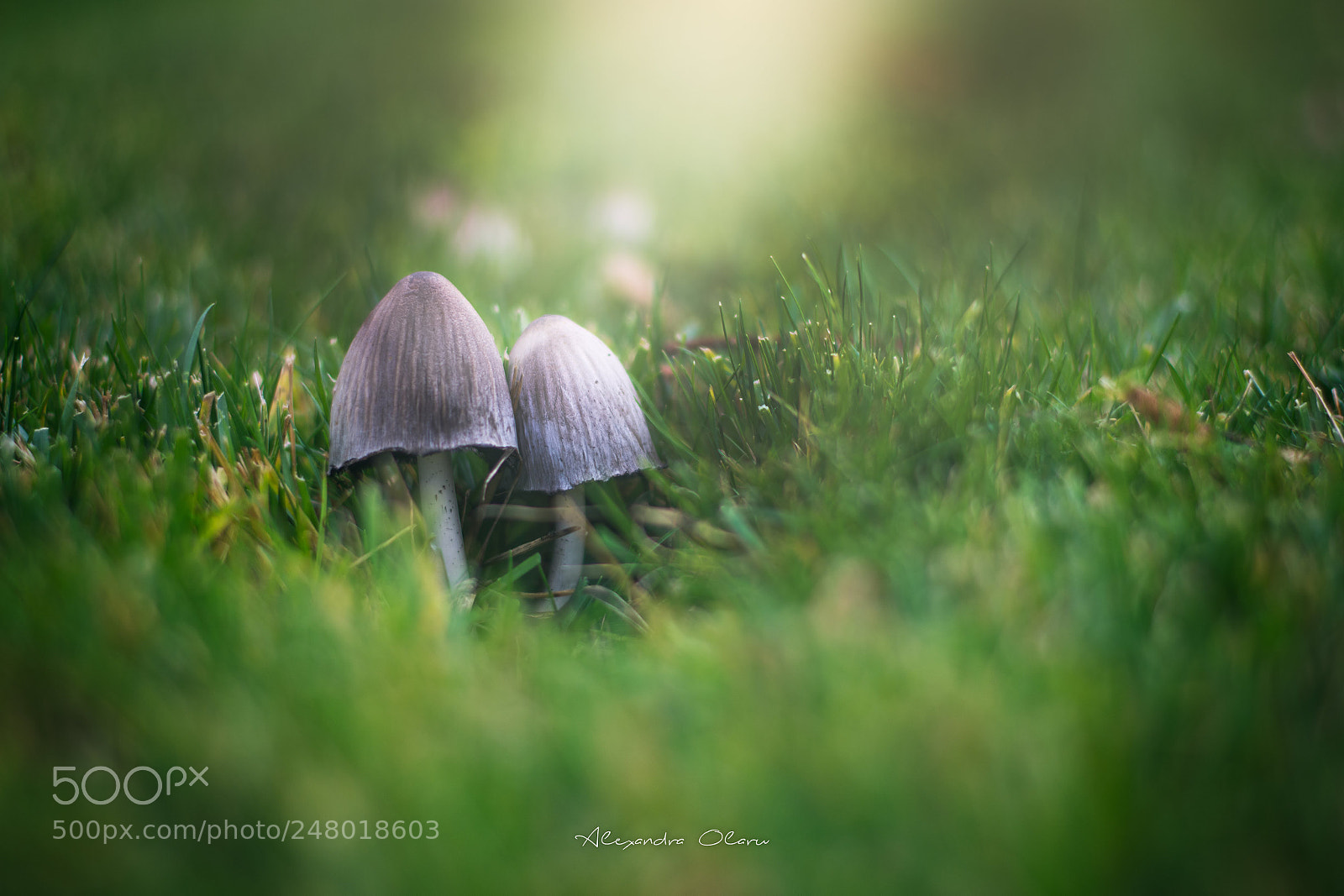 Nikon D7200 sample photo. Mushrooms photography