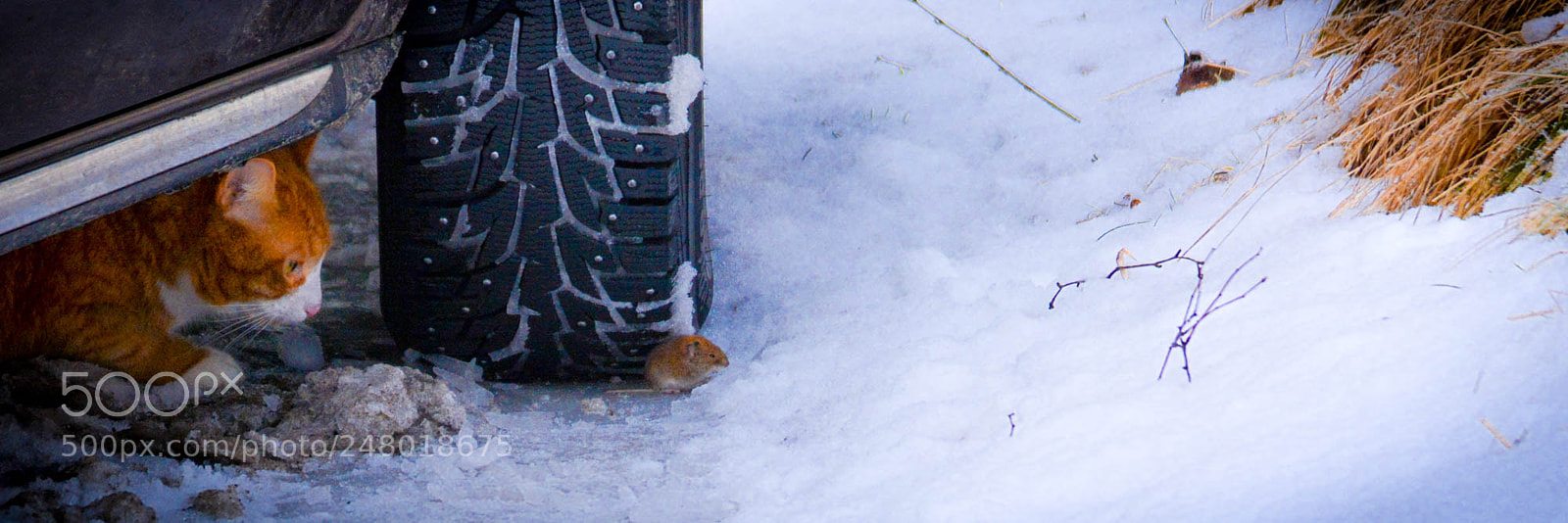 Nikon D5200 sample photo. Cat and mouse. photography