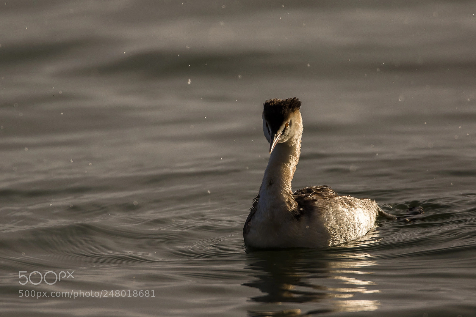 Canon EOS 7D Mark II sample photo. Cold morning great crested photography