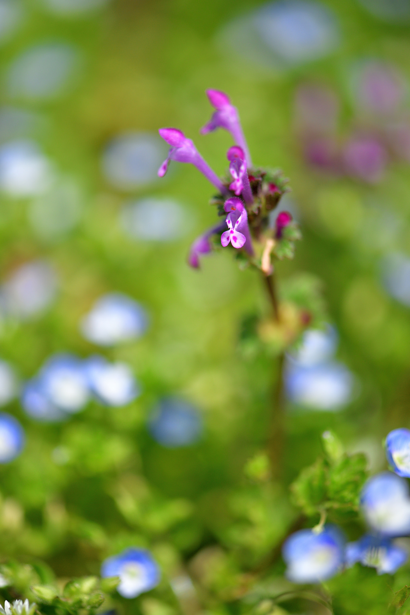 Nikon AF-S Micro-Nikkor 105mm F2.8G IF-ED VR sample photo. Henbit photography