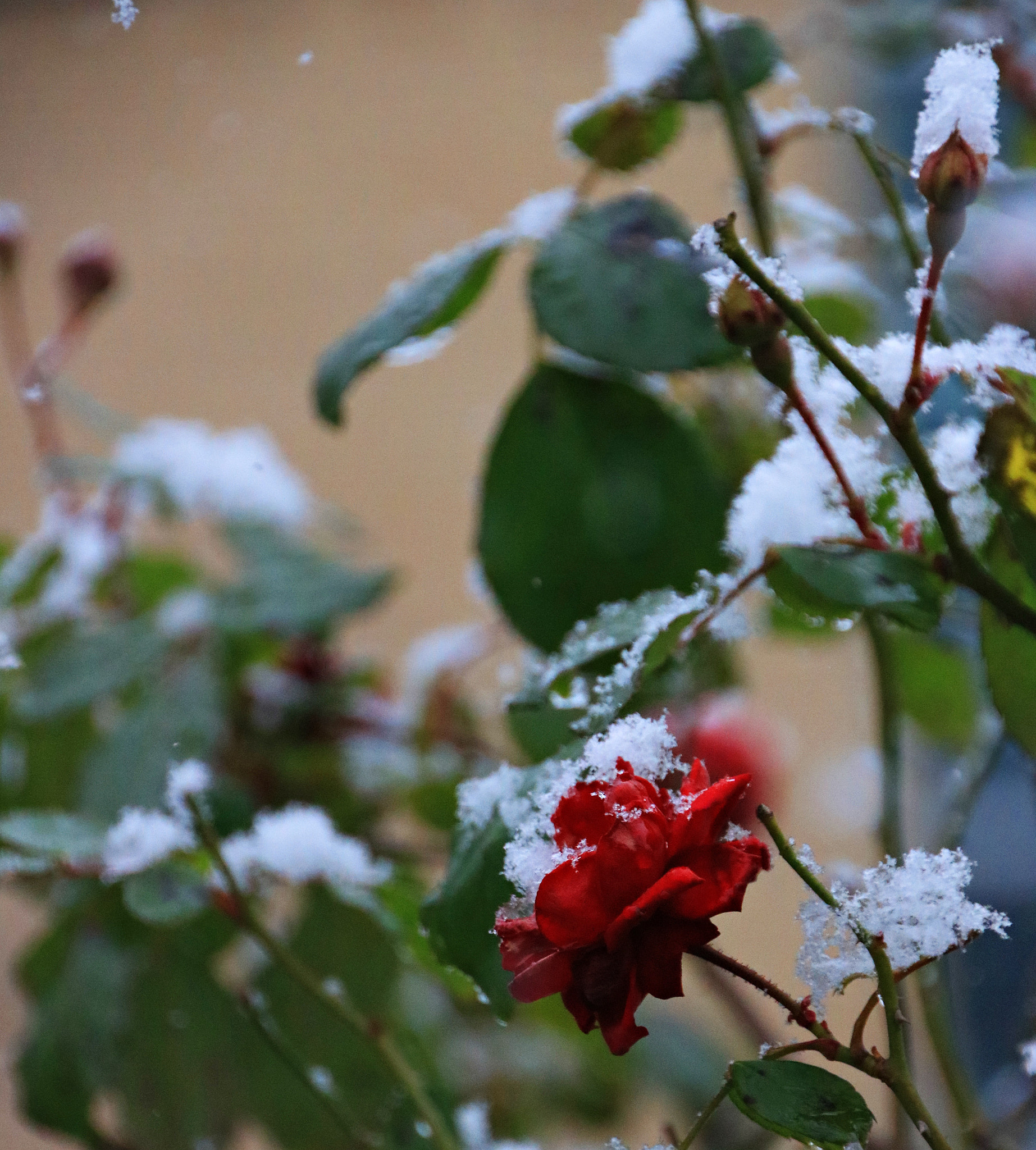 Canon EOS 750D (EOS Rebel T6i / EOS Kiss X8i) sample photo. Img photography