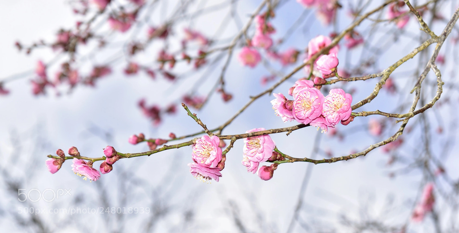 Nikon D5600 sample photo. Plum photography