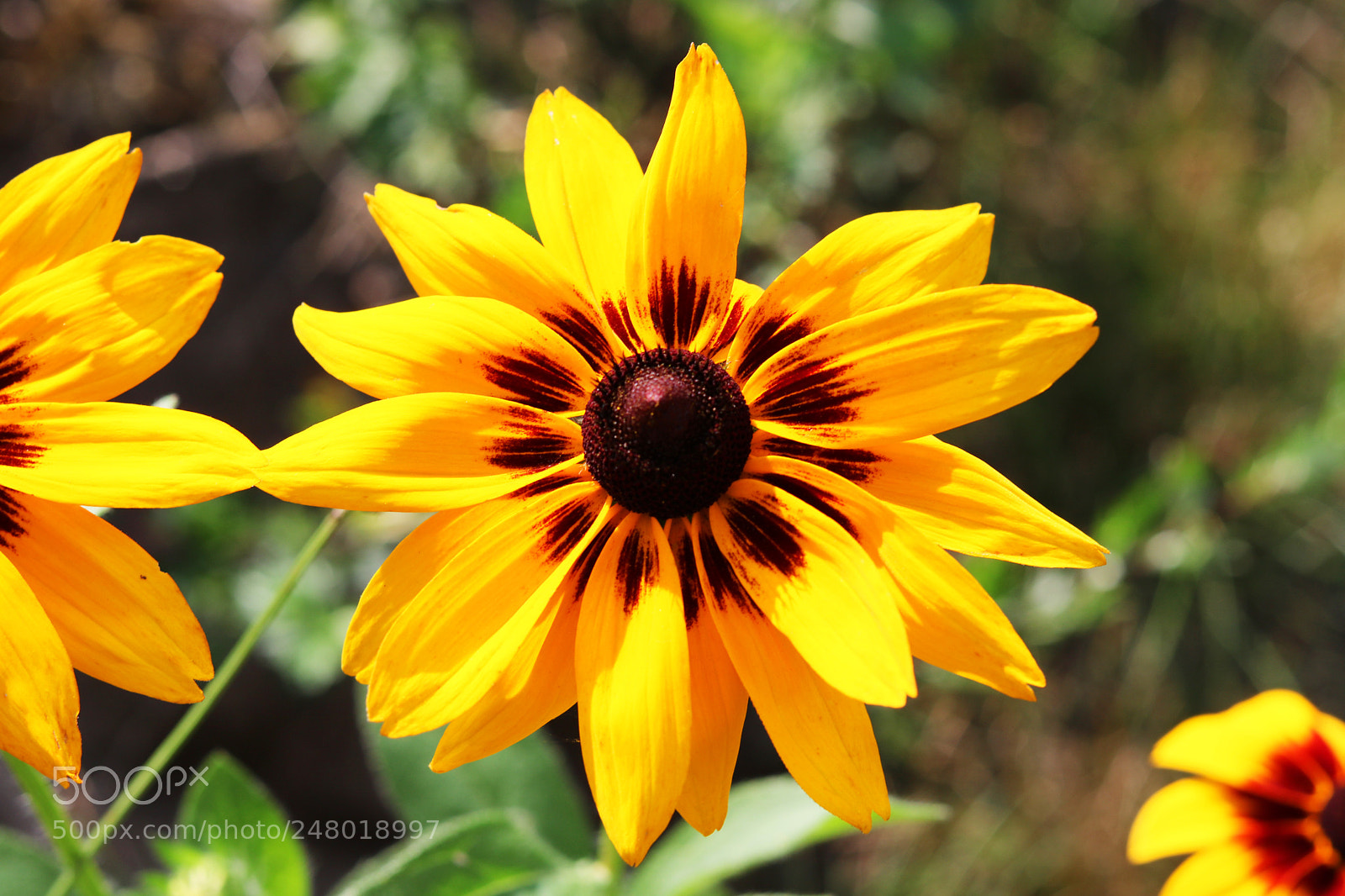 Canon EOS 750D (EOS Rebel T6i / EOS Kiss X8i) sample photo. Untitled photography
