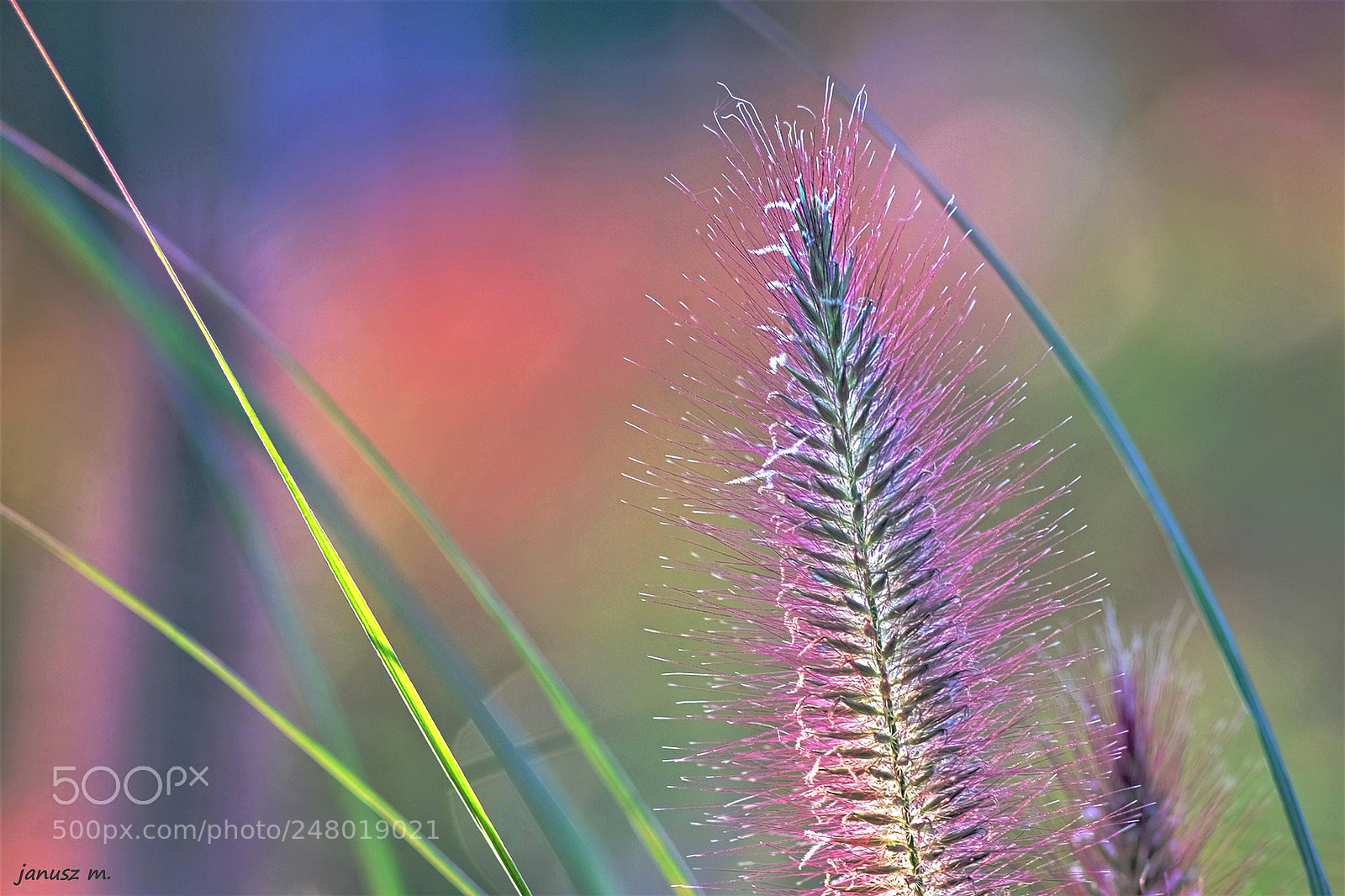 Fujifilm X-T10 sample photo. Grass in the colors photography