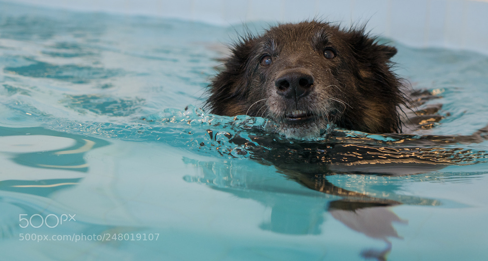 Sony a6300 sample photo. Belgian shepard swimming in photography