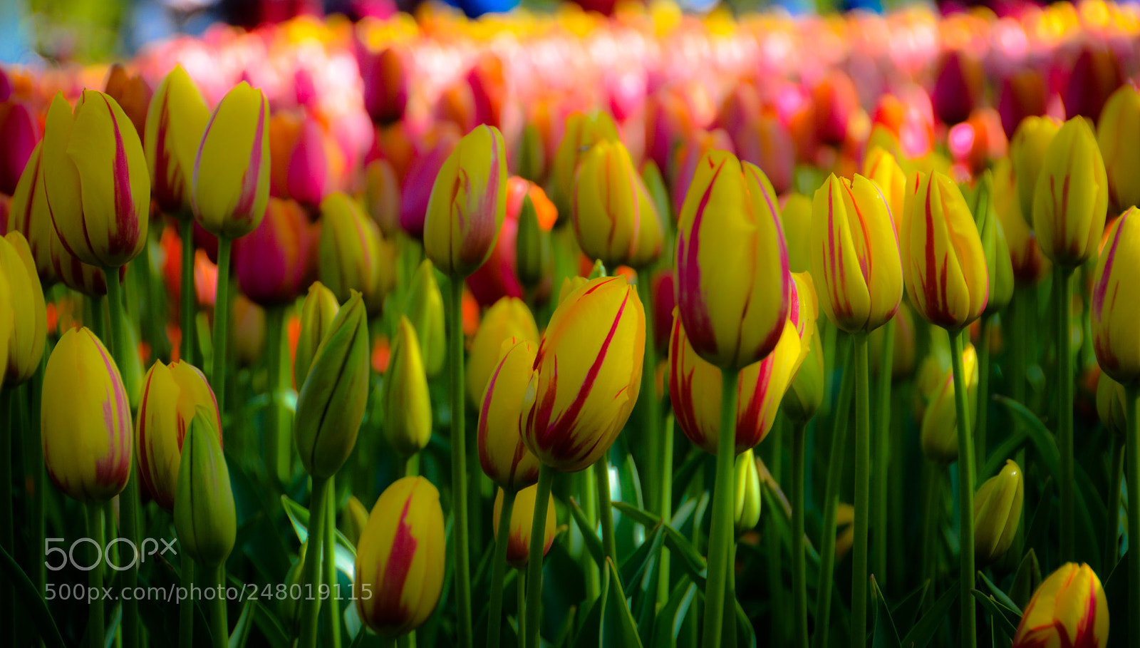 Nikon D5100 sample photo. Dancing tulips photography